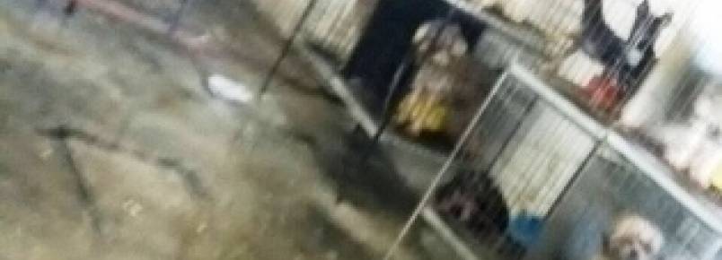 Ação resgata 13 cães de raça vítimas de maus-tratos em Contagem